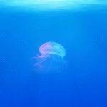 Brazil Secretart  Thiago  wary Lionel Mesi